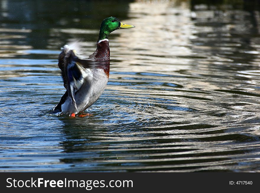 Duck raising out of the water. Duck raising out of the water