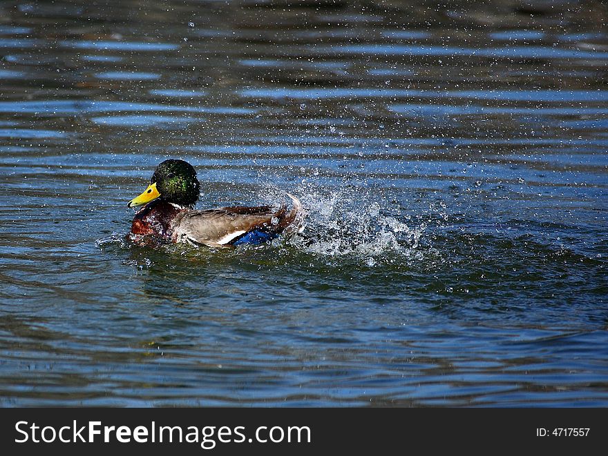 A male duck in lake