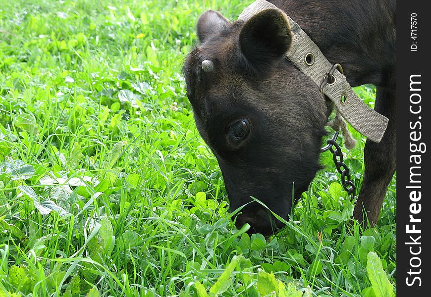 Black calf eating grass on a pasture