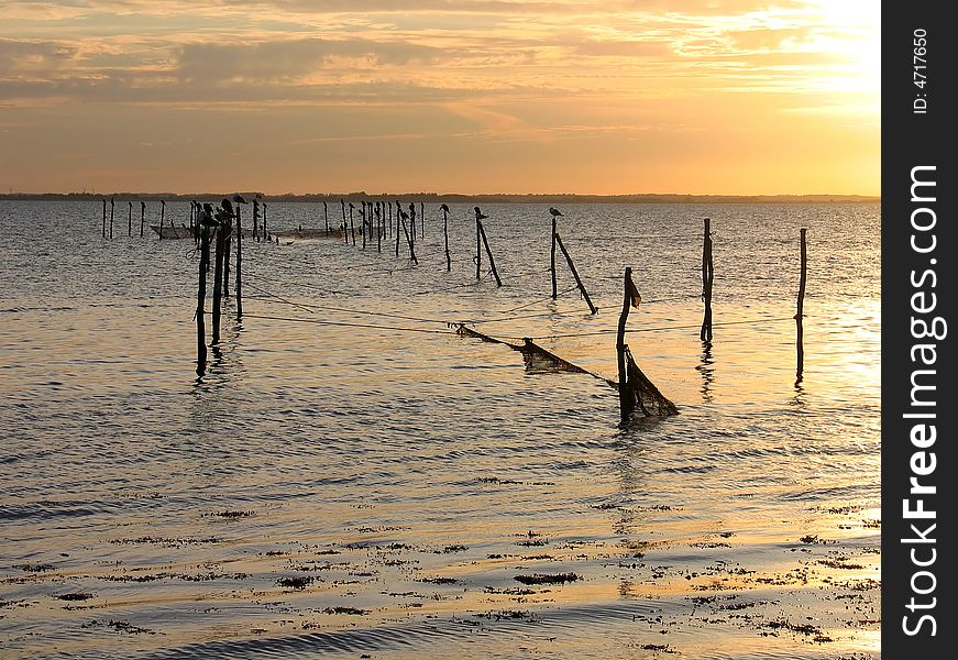 Seagulls on fishing nets poles