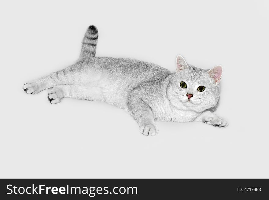 British shorthair silver-shadow cat