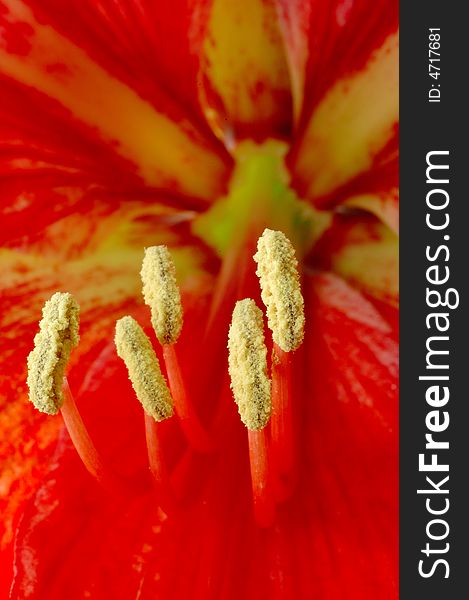 Beautiful flower stamen close up.