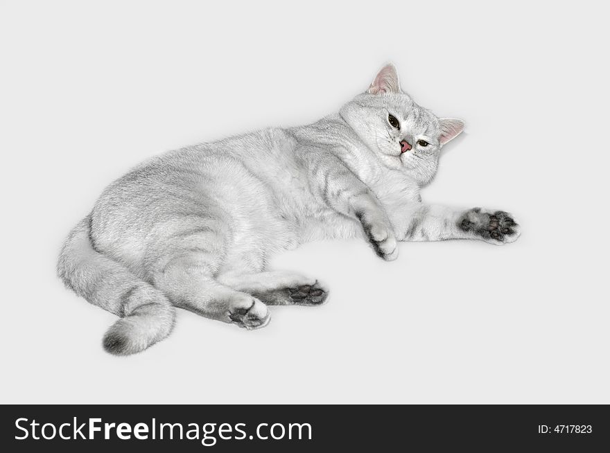 British shorthair silver shadow cat