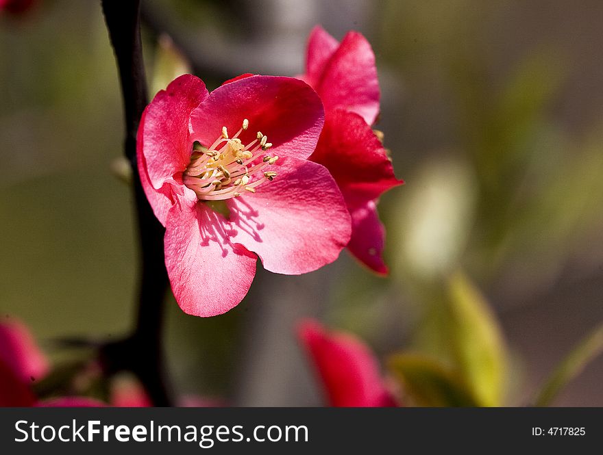 The crabapple flower is blooming in spring of China. The crabapple flower is blooming in spring of China