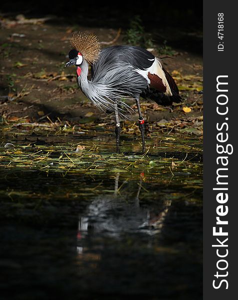 A crowned crane in zoo