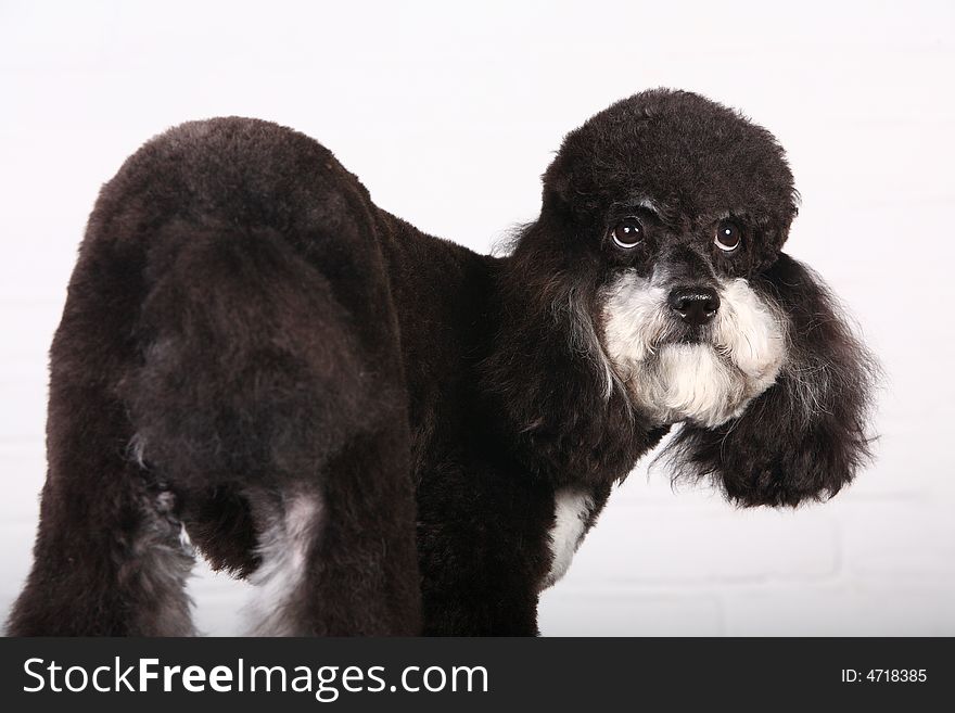 Poodle in front of white background