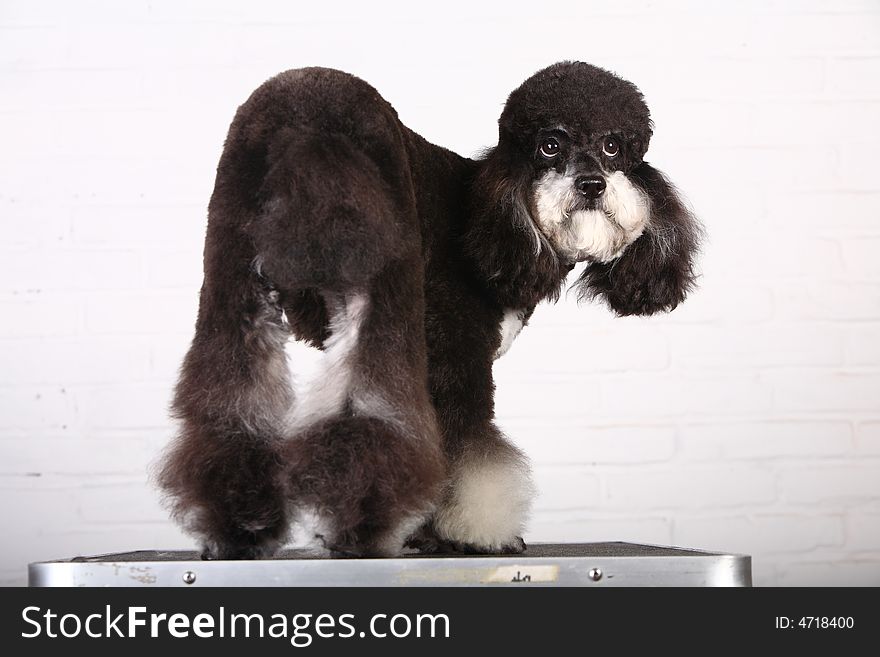 Poodle in front of white background