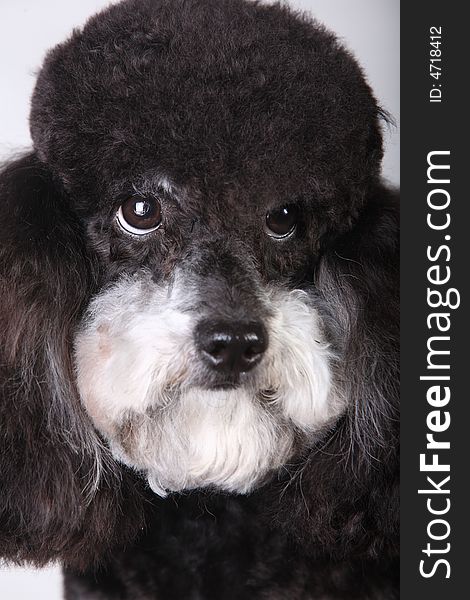 Poodle in front of white background