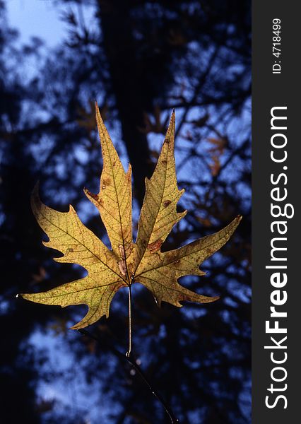 A yellow leaf at autumn at troodos moutain