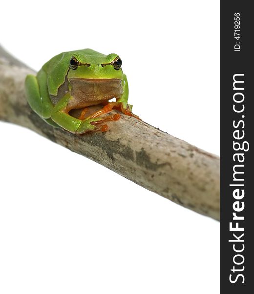 Green frog - tree toad sitting on the branch over white background. Green frog - tree toad sitting on the branch over white background