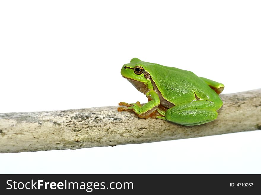 Green frog - tree toad sitting on the branch over white background. Green frog - tree toad sitting on the branch over white background
