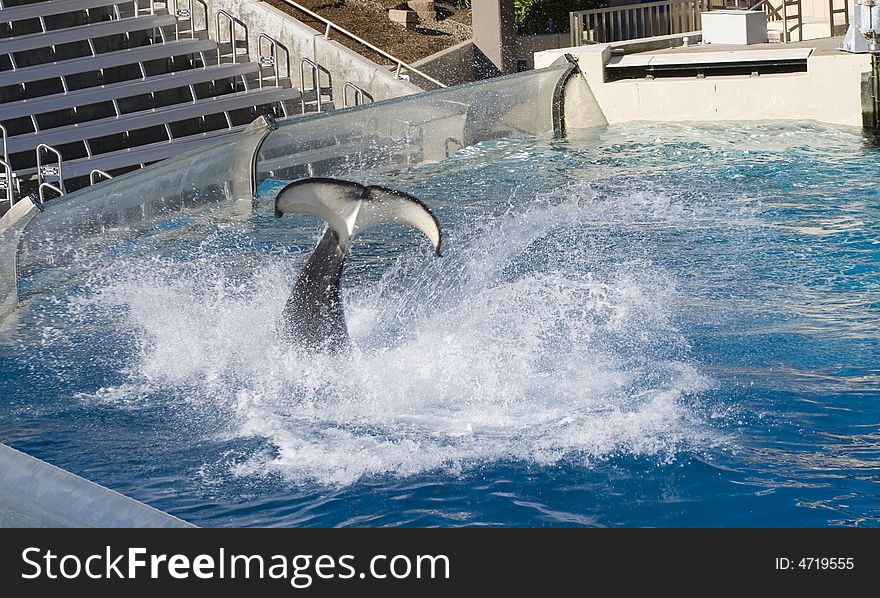 Big splash in the water caused by the tail of a killer whale jumping and playing in the water. Big splash in the water caused by the tail of a killer whale jumping and playing in the water...