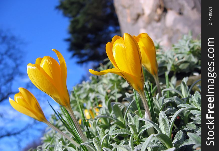 Close-up of yellow crocus flowers on sunny day. Close-up of yellow crocus flowers on sunny day