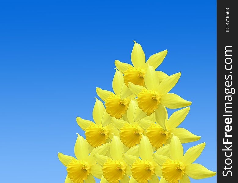 Repetitive Daffodil Pattern