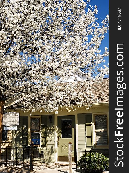 Front of a store with a blooming pear tree, in the spring. Front of a store with a blooming pear tree, in the spring.