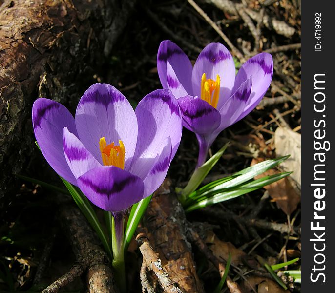 Spring Flower, Crocus
