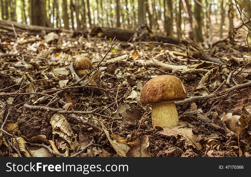 Picking mushrooms in the large forest. Picking mushrooms in the large forest