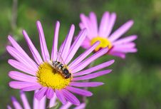Hoverfly On The Aster Royalty Free Stock Images Hoverfly On The Aster Royalty Free Stock Images