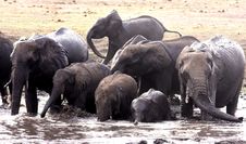 Family Bath. African Elephants Royalty Free Stock Images Family Bath. African Elephants Royalty Free Stock Images