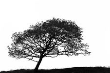 Leaning Hawthorn Tree Stock Photo Leaning Hawthorn Tree Stock Photo