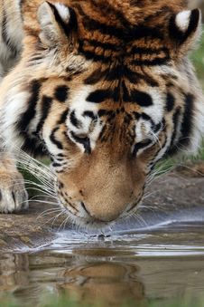 Tiger Drinking Royalty Free Stock Photos