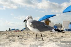 Seagull On The Beach Royalty Free Stock Images Seagull On The Beach Royalty Free Stock Images