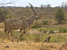 Biyamiti Kudu Bull Stock Photography