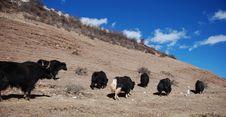 Yak On Shangri-la Stock Images Yak On Shangri-la Stock Images