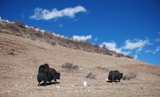 Yak On Shangri-la Royalty Free Stock Photo Yak On Shangri-la Royalty Free Stock Photo