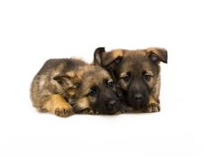 Two Germany Sheep-dog Puppies Royalty Free Stock Photo