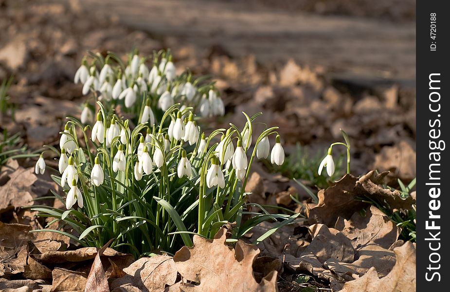 A couple of Snowdrops in a park. A couple of Snowdrops in a park