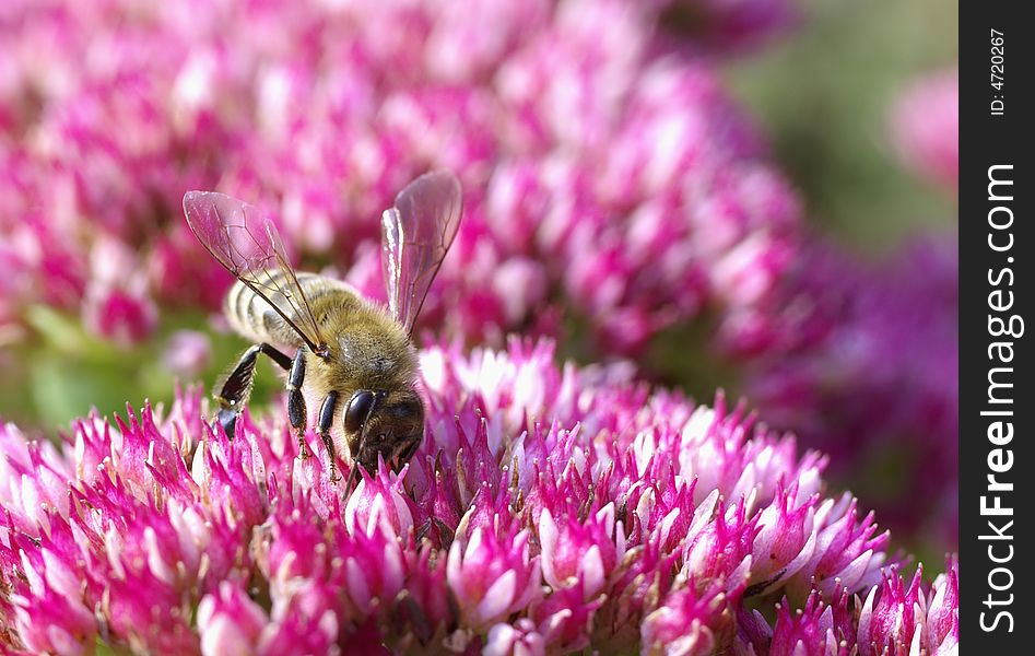 Bee pollinating crassula flowers in the flowerbed. Bee pollinating crassula flowers in the flowerbed