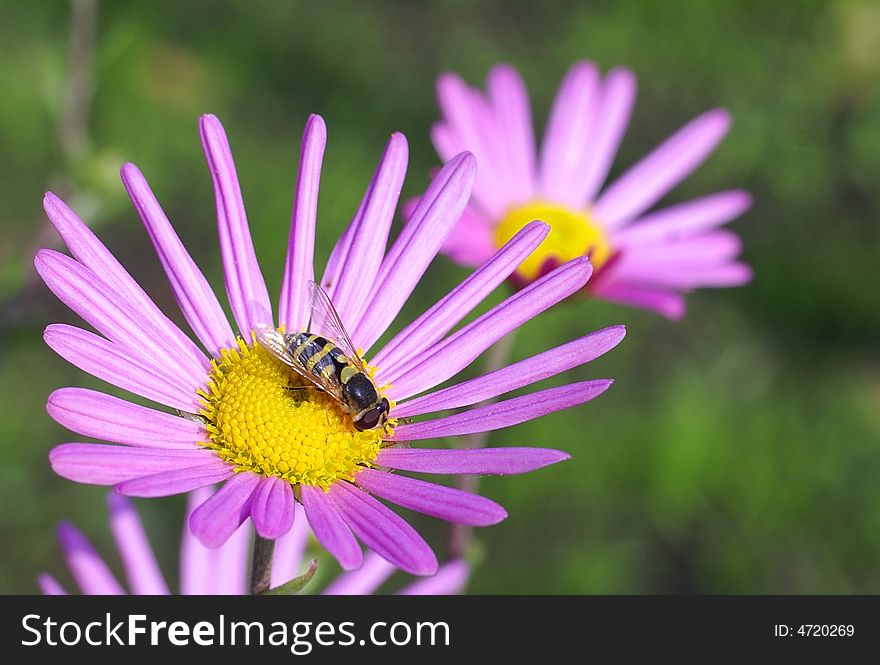 Hoverfly sitting on the aster. Hoverfly sitting on the aster