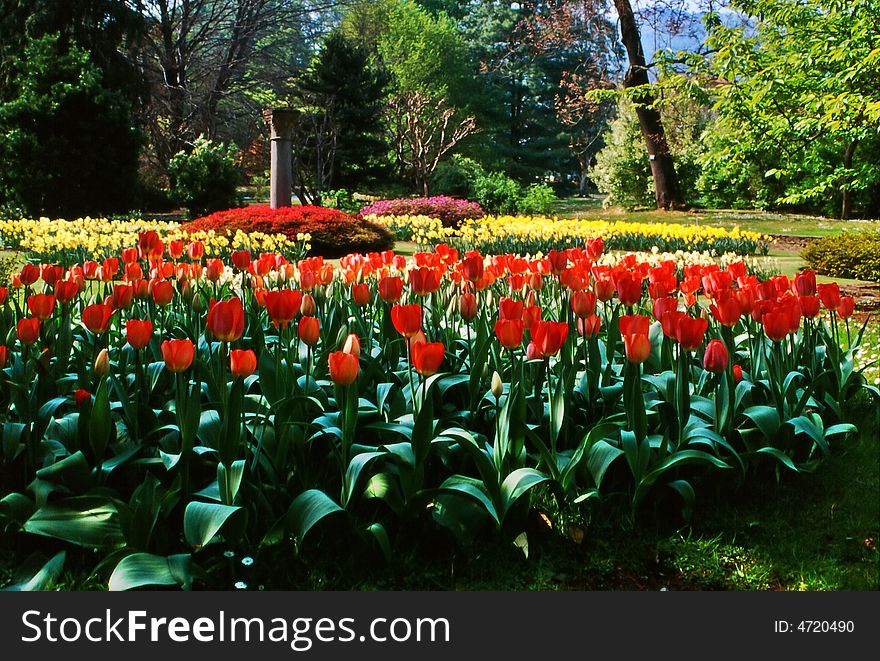 Tulips in Italian botanical garden