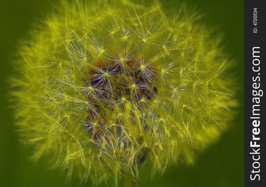 The abstract photo of a dandelion. The abstract photo of a dandelion.