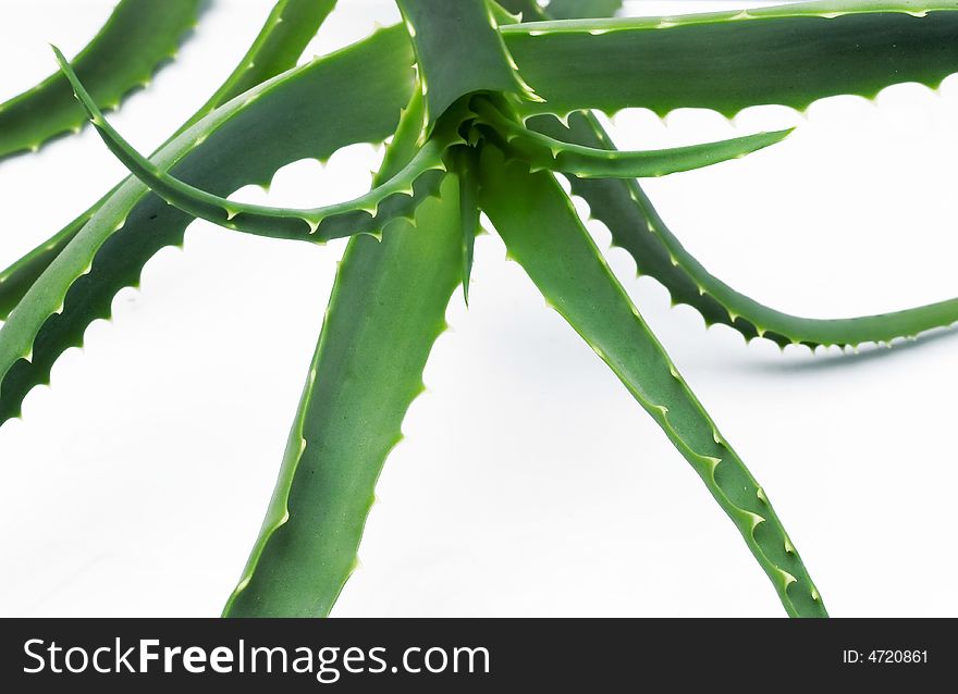 Aloe vera isolated on white and wet glass table