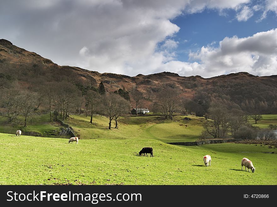 Five sheep grazing on a grassy, sunlit slope. Five sheep grazing on a grassy, sunlit slope