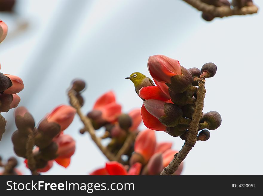 Kapok blossom ,a bird and many flowers in the branch of the ceiba