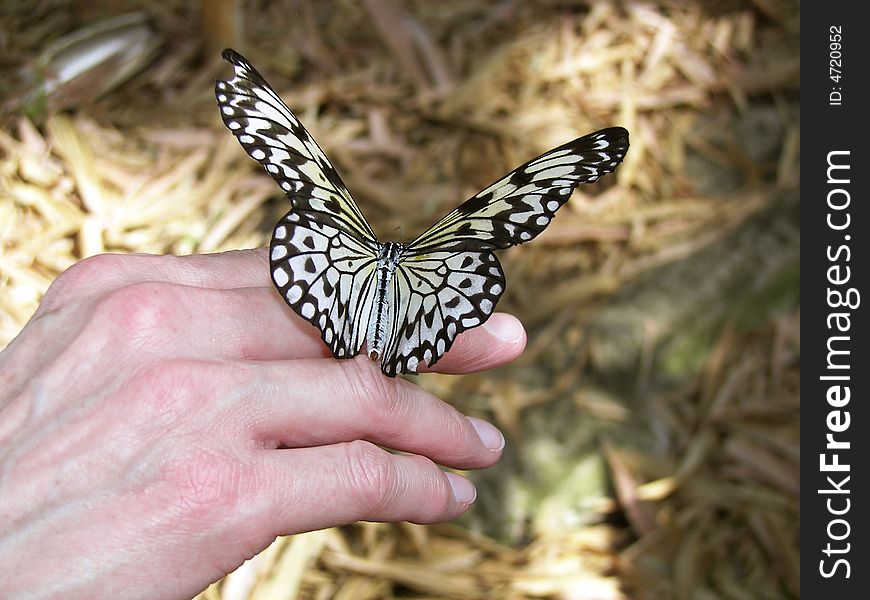 Tree Nymph butterfly resting on a woman's hand. Tree Nymph butterfly resting on a woman's hand.