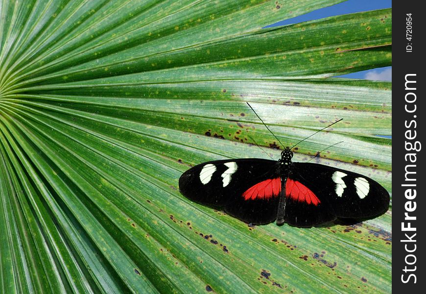 Postman butterfly on a tropical leaf. Postman butterfly on a tropical leaf.