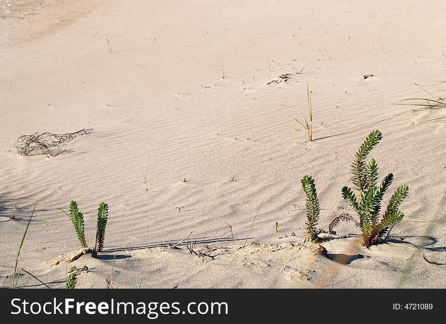 Small plant grows between the sand. Small plant grows between the sand
