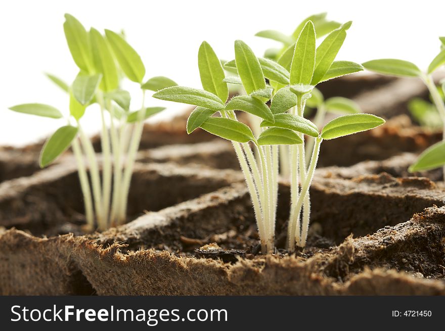 Backlit Sprouting Plants with White Background.