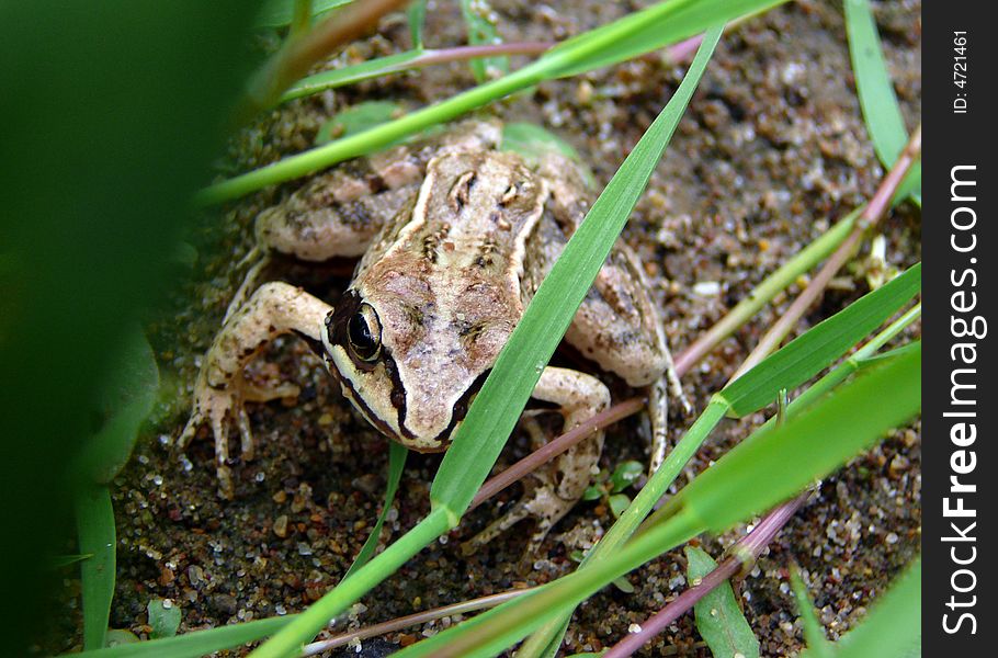 Frog in green grass close-up