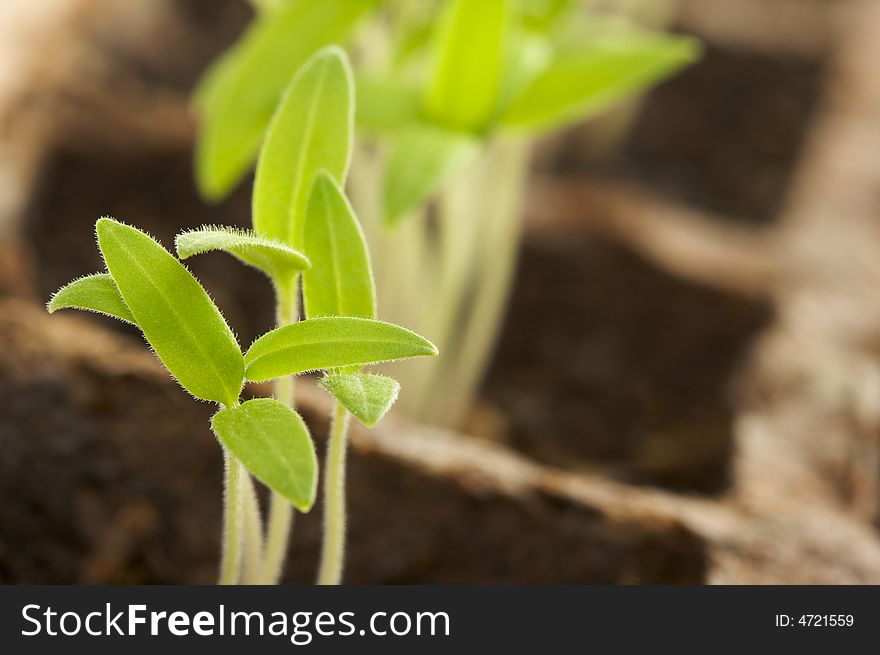 Sprouting Plants in Rows - macro