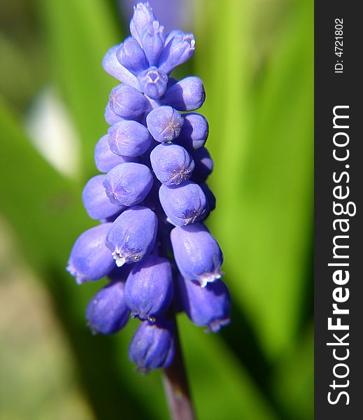 Violet flower which bloom on Polish spring