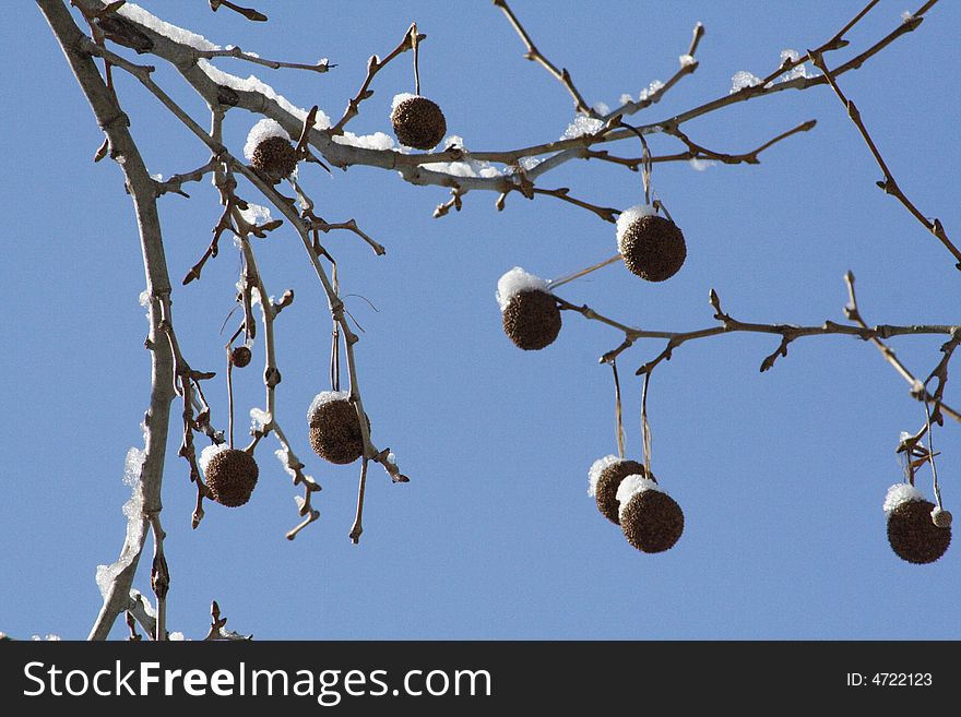 Sycamore tree fruit laced with ice and snow against a cloudless blue sky. Sycamore tree fruit laced with ice and snow against a cloudless blue sky