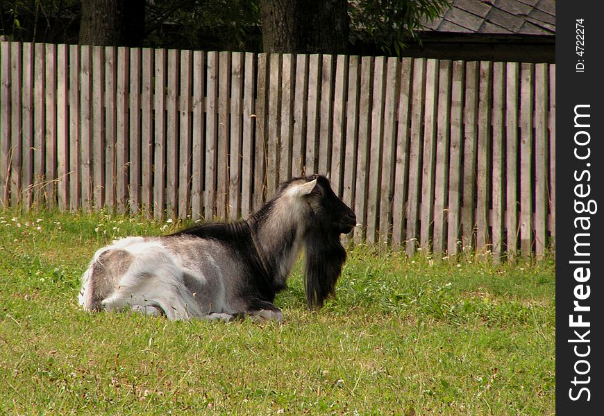 A goat and a fence (made in a landscape parc in Poland)