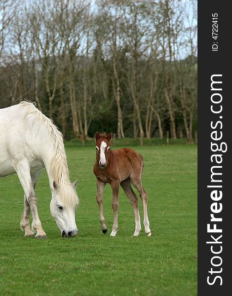New born foal standing in a field in spring next to a white horse, partly in view. (Welsh Section D ponies). New born foal standing in a field in spring next to a white horse, partly in view. (Welsh Section D ponies)