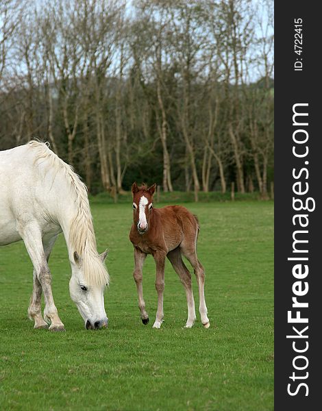 Pony And Foal