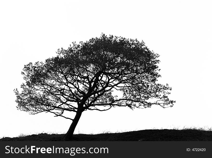 Leaning hawthorn tree, in silhouette, caused by wind, set against a white background. In monochrome.